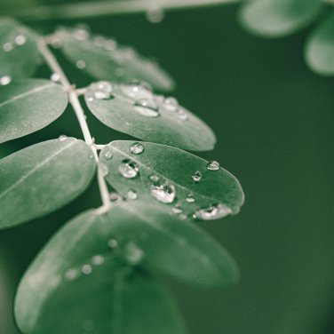 Moringa oleifera Fresh 10 PCS Seeds