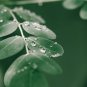 Moringa oleifera Fresh 10 PCS Seeds