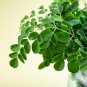 Moringa oleifera Fresh 10 PCS Seeds