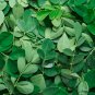 Moringa oleifera Fresh 10 PCS Seeds