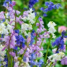 Mixed Wooden Hyacinths Spanish Hyacinths 100 PCS Seeds