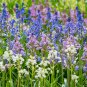 Mixed Wooden Hyacinths Spanish Hyacinths 100 PCS Seeds
