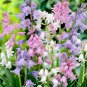 Mixed Wooden Hyacinths Spanish Hyacinths 100 PCS Seeds