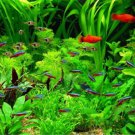 Mixed Water Grass Plants for Aquarium Fish Tank 100 PCS Seeds Mixed Water Grass Plants for Aquarium Fish Tank 100 PCS Seeds