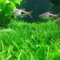 Mixed Water Grass Plants for Aquarium Fish Tank 100 PCS Seeds