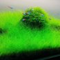 Mixed Water Grass Plants for Aquarium Fish Tank 100 PCS Seeds