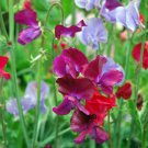 Mixed Tall Sweet Pea 100 PCS Seeds