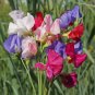 Mixed Tall Sweet Pea 100 PCS Seeds