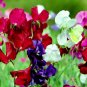 Mixed Tall Sweet Pea 100 PCS Seeds