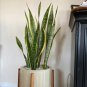 Mixed Sansevieria Trifasciata Bonsai Potted Balcony Office 200 PCS Seeds