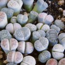 Mixed Living Stones Lithop 200 PCS Seeds Mixed Living Stones Lithop 200 PCS Seeds