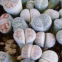 Mixed Living Stones Lithop 200 PCS Seeds