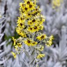 Senecio niveoaureus Garden Ornamental Plants 5 PCS Seeds