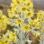 Senecio niveoaureus Garden Ornamental Plants 5 PCS Seeds