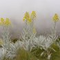 Senecio niveoaureus Garden Ornamental Plants 5 PCS Seeds