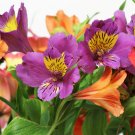 Peruvian Lily Bonsai Mixed 100 PCS Seeds