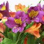Peruvian Lily Bonsai Mixed 100 PCS Seeds