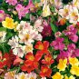 Peruvian Lily Bonsai Mixed 100 PCS Seeds