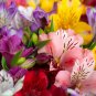 Peruvian Lily Bonsai Mixed 100 PCS Seeds