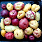 Peruvian Andean Potato 4 PCS Seeds Peruvian Andean Potato 4 PCS Seeds