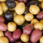 Peruvian Andean Potato 4 PCS Seeds