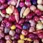 Peruvian Andean Potato 4 PCS Seeds