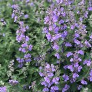Perennial Perovskia Atriplicifolia 'Russian Sage' Aromatic 60 PCS Seeds