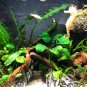 Pellia Moss Fern Aquarium Plant Java Fish Tank Aquascape 1000 PCS Seeds