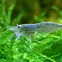 Pellia Moss Fern Aquarium Plant Java Fish Tank Aquascape 1000 PCS Seeds