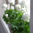 Pelargonium Violiflorum Garden Potted Plants 5 PCS Seeds
