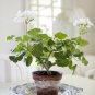 Pelargonium Violiflorum Garden Potted Plants 5 PCS Seeds