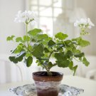 Pelargonium Vinaceum Garden Potted Plants 5 PCS Seeds