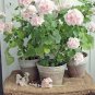 Pelargonium Vinaceum Garden Potted Plants 5 PCS Seeds