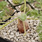 Pelargonium triste 5 PCS Seeds