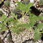 Pelargonium triste 5 PCS Seeds