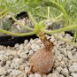Pelargonium triste 5 PCS Seeds