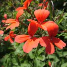 Pelargonium Tongaense 5 PCS Seeds