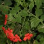 Pelargonium Tongaense 5 PCS Seeds
