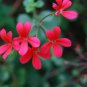 Pelargonium Tongaense 5 PCS Seeds