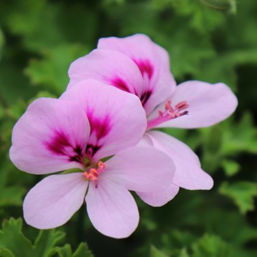 Pelargonium Tetragonum 5 PCS Seeds