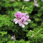Pelargonium Tetragonum 5 PCS Seeds