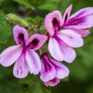 Pelargonium Quinquelobatum Voi Kenia Garden Potted Plants 10 PCS Seeds