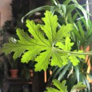 Pelargonium Parvipetalum Garden Plants 5 PCS Seeds