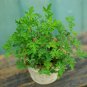 Pelargonium Parvipetalum Garden Plants 5 PCS Seeds