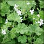 Pelargonium odoratissimum 5 PCS Seeds