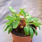Pelargonium Ochroleucum Garden Potted Plants 5 PCS Seeds
