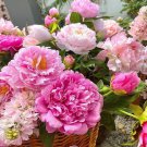 Peony Premium Collection for Stunning Blooms, Mixed 'Sanmao' 20 PCS Seeds