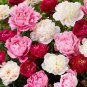 Peony Premium Collection for Stunning Blooms, Mixed 'Sanmao' 20 PCS Seeds