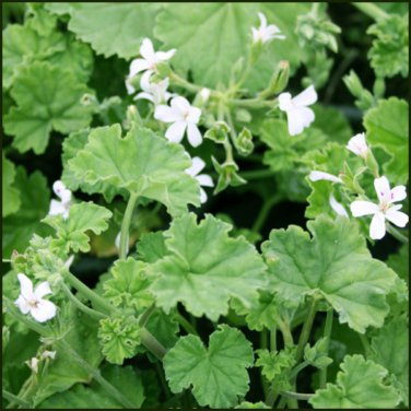 Pelargonium Moniliforme Garden Plants 5 PCS Seeds