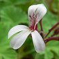Pelargonium Moniliforme Garden Plants 5 PCS Seeds